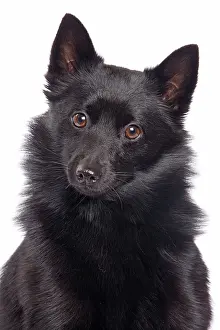 Schipperkes: Dog - Schipperke in studio
