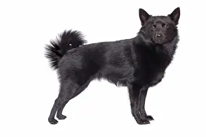 Schipperkes: Dog - Schipperke in studio
