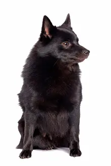 Schipperkes: Dog - Schipperke in studio