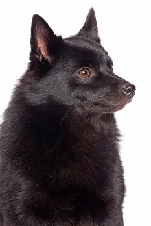 Schipperkes: Dog - Schipperke in studio