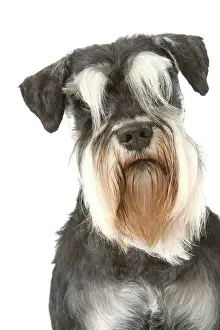 Beards: Dog - Schnauzer