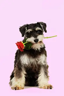 Utlity: DOG. Schnauzer holding rose