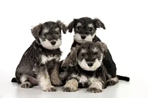 Huddled: DOG - Schnauzer puppies