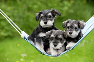 Hammocks: DOG - Schnauzer puppies