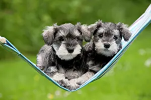 Schnauzer: DOG - Schnauzer puppies