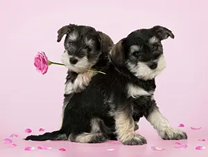 Huddled: DOG - Schnauzer puppies (6 weeks) sitting together one holdi