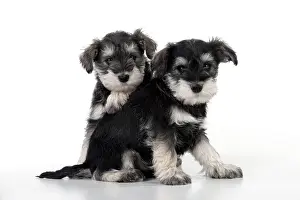 Huddled: DOG - Schnauzer puppies sitting together (6 weeks)