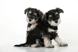 Huddled: DOG - Schnauzer puppies sitting together (6 weeks)