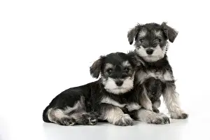 Huddled: DOG - Schnauzer puppies sitting together (6 weeks)