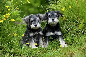 Cute Puppies By John Daniels: DOG - Schnauzer puppies sitting amongst buttercups (6 weeks)