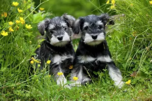 Waiting: DOG - Schnauzer puppies sitting amongst buttercups (6 weeks)