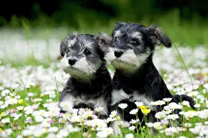 Waiting: DOG - Schnauzer puppies sitting amongst daisies (6 weeks)