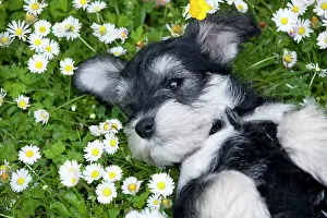 Cute Puppies By John Daniels: DOG - Schnauzer puppy