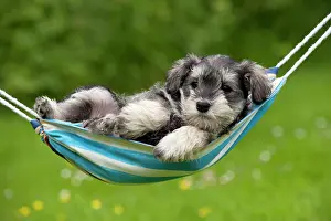 Hammocks: DOG - Schnauzer puppy