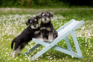 Deckchair: DOG - Schnauzer Puppy