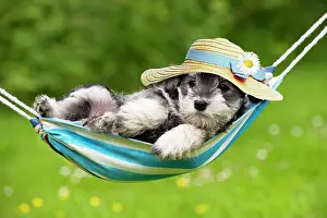 Floppy: DOG - Schnauzer puppy