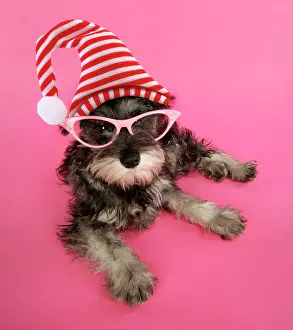 Glamour: DOG. Schnauzer puppy