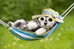 Bonnets: DOG - Schnauzer puppy laying in a hammock wearing