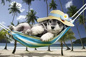 Chilling: DOG - Schnauzer puppy laying in a hammock wearing sun hat