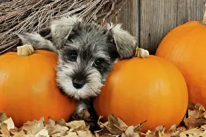 Pumpkins: DOG. Schnauzer puppy looking through gap in pumpkins