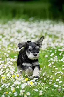 Waiting: DOG - Schnauzer puppy running through daisies (6 weeks)