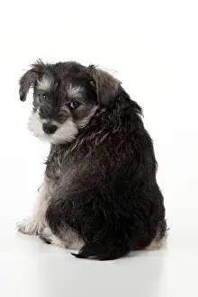 Backwards: DOG - Schnauzer puppy sitting (6 weeks)