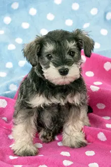 Spotty: DOG - Schnauzer puppy sitting on a pink spotty