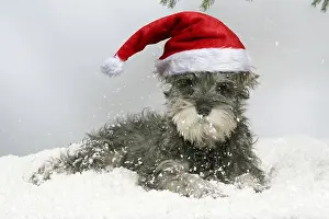 040718: DOG. Schnauzer puppy in snow wearing Christmas hat