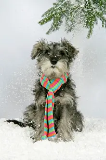 Scarf: DOG. Schnauzer puppy in snow wearing scarf