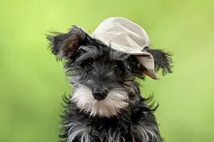Floppy: DOG Schnauzer puppy wearing a floppy hat