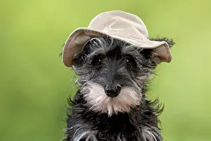 Floppy: DOG Schnauzer puppy wearing a floppy hat