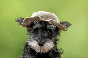 Floppy: DOG Schnauzer puppy wearing a floppy hat