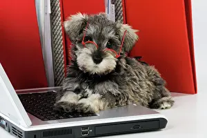 Computer: DOG. Schnauzer puppy wearing glasses on computer