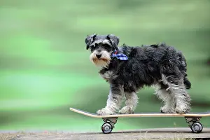 Skateboard: DOG. Schnauzer on skateboard