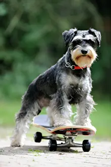 Skateboard: DOG. Schnauzer on skateboard