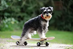 Skateboard: DOG. Schnauzer on skateboard