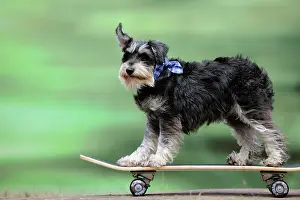 Skateboard: DOG. Schnauzer on skateboard