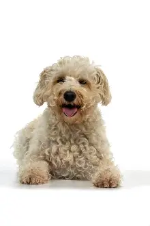 Schnauzer: DOG. Schnoodle, (Schnauzer X Poodle ) laying, lo