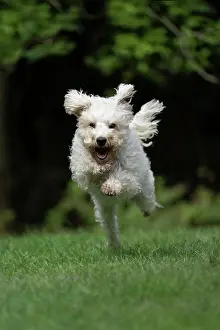 Schnauzer: DOG. Schnoodle, (Schnauzer X Poodle ) running to