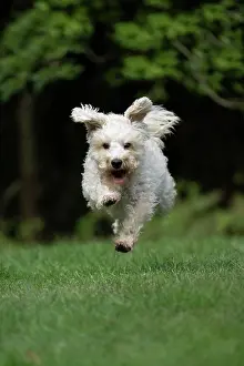 Schnauzer: DOG. Schnoodle, (Schnauzer X Poodle ) running to