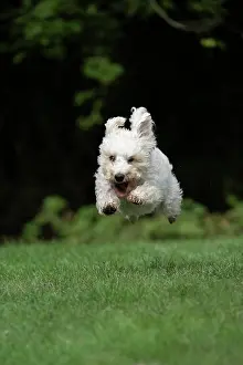 Schnauzer: DOG. Schnoodle, (Schnauzer X Poodle ) running to