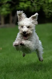 Schnauzer: DOG. Schnoodle, (Schnauzer X Poodle ) running to