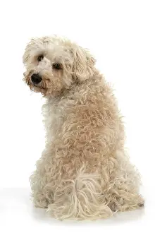 Schnauzer: DOG. Schnoodle, (Schnauzer X Poodle ) sitting, l