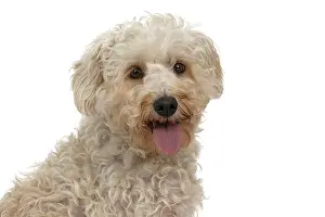 Schnauzer: DOG. Schnoodle, (Schnauzer X Poodle ) sitting, l