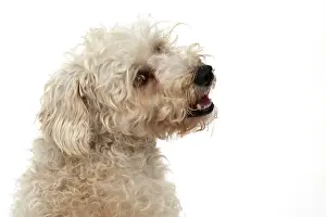 Schnauzer: DOG. Schnoodle, (Schnauzer X Poodle ) sitting, l