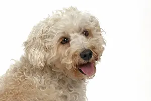 Schnauzer: DOG. Schnoodle, (Schnauzer X Poodle ) sitting, l