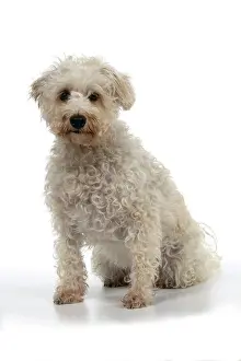 Schnauzer: DOG. Schnoodle, (Schnauzer X Poodle ) sitting, l