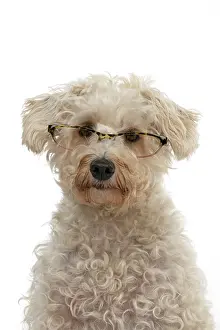 Schnauzer: DOG. Schnoodle, (Schnauzer X Poodle ) sitting, w