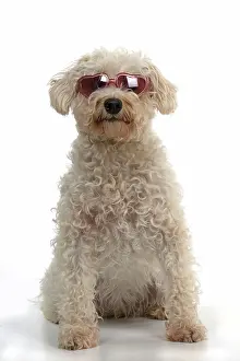 Sunglasses: DOG. Schnoodle, (Schnauzer X Poodle ) wearing su