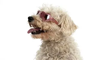 Sunglasses: DOG. Schnoodle, (Schnauzer X Poodle ) wearing su